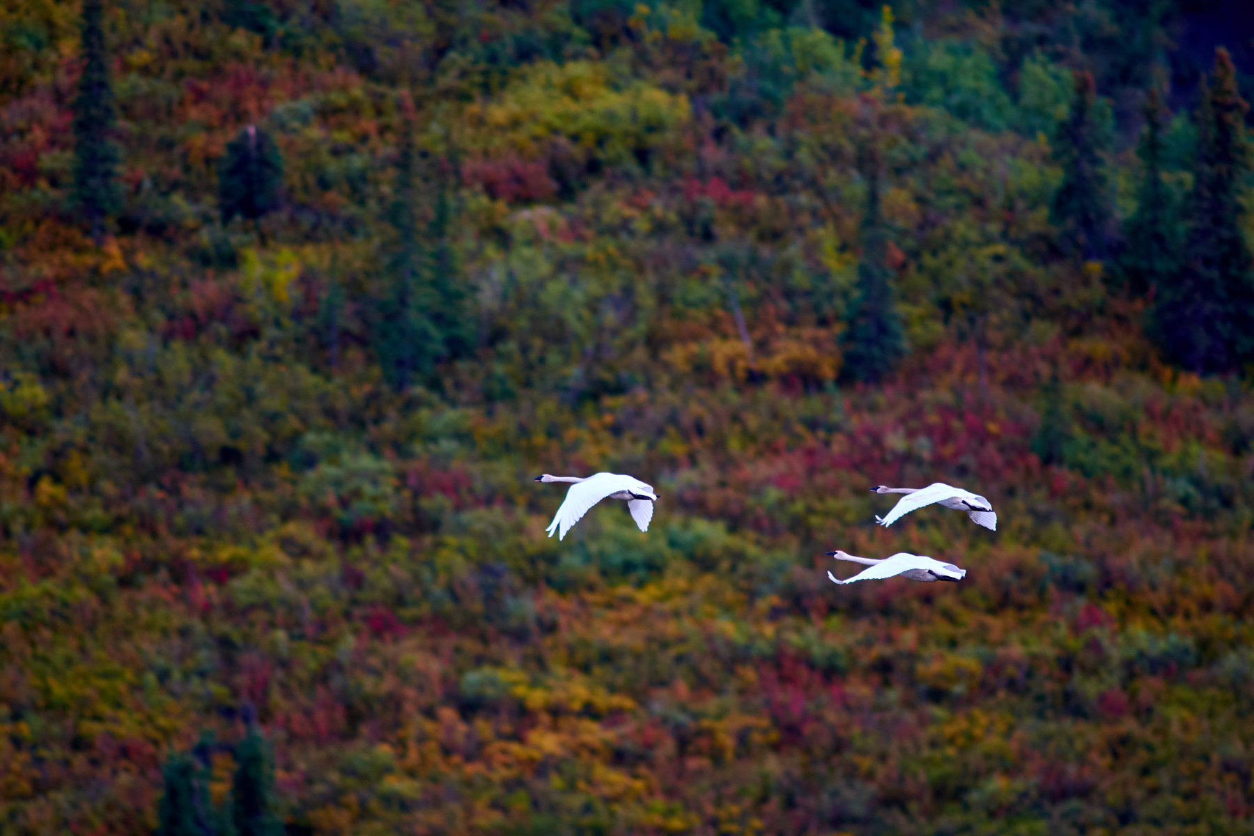 Fall Swans