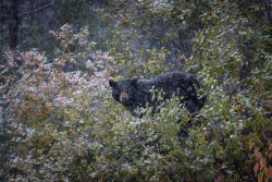 Teton Black Bear